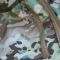 Куртка Штурм SoftShell Multicam Raptor tac