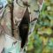Куртка Штурм SoftShell Multicam Raptor tac