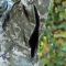 Куртка Штурм SoftShell піксель Raptor tac