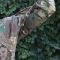 RAPTOR TAC тактична сорочка UBACS, Samurai Multicam